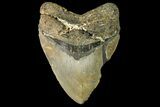 Massive, Fossil Megalodon Tooth - North Carolina #158240-2